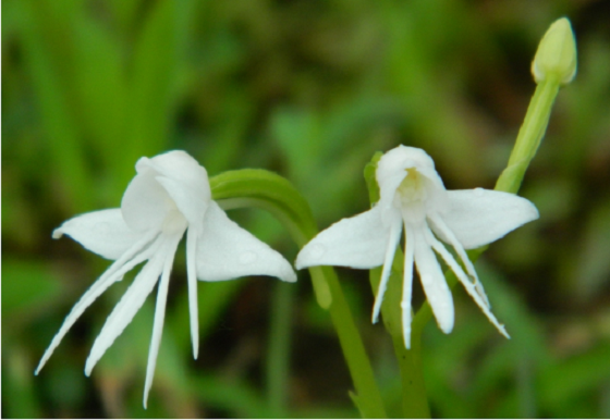 hoatuoi360-tim-hieu-nhung-loai-hoa-doc-la-tren-the-gioi-12